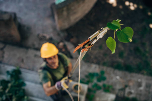 Best Hazardous Tree Removal  in Brownsboro, TX